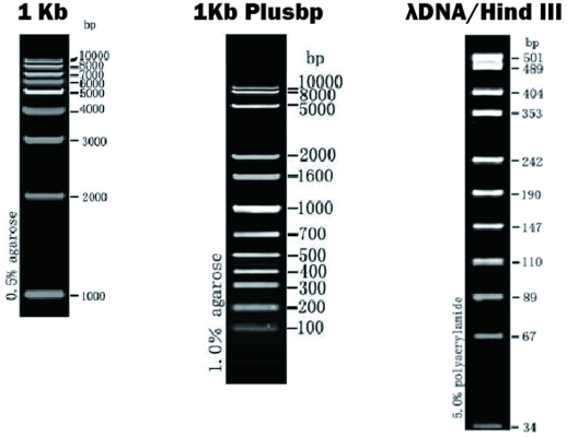 1kb, 1kb Plus, HindIII DNA Marker 1kb, 1kb Plus, HindIII DNA Marker